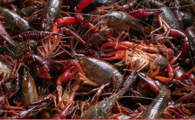 Tôm hùm đất bị cấm ở Việt Nam, có tên khoa học là Cherax quadricarinatus, tên thường gọi là Australian redclaw crayfish, có nguồn gốc từ Australia và Papua New Guinea. Do có hình dạng khá tương đồng và cùng tên gọi tôm hùm đất (hay crayfish trong tiếng Anh), một số người nhầm loài này với một loài họ hàng nổi tiếng hơn là Louisiana crayfish (Procambarus clarkia) có nguồn gốc từ nam nước Mỹ và bắc Mexico.