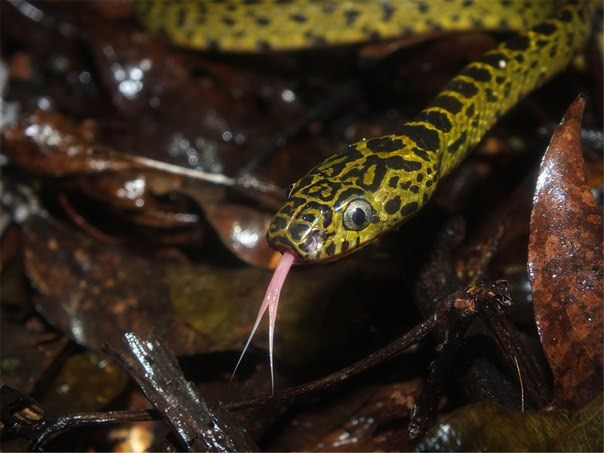 Khi màn đêm buông xuống, những con rắn Dinodon meridionale sẽ bò ra khỏi nơi trú ẩn, bắt đầu màn săn mồi chết chóc của mình. Được trời phú cho khả năng di chuyển không tiếng động cùng các giác quan phát triển vượt trội, loài rắn Dinodon meridionale trở thành nỗi ám ảnh kinh hoàng với những động vật chuyên ăn đêm.