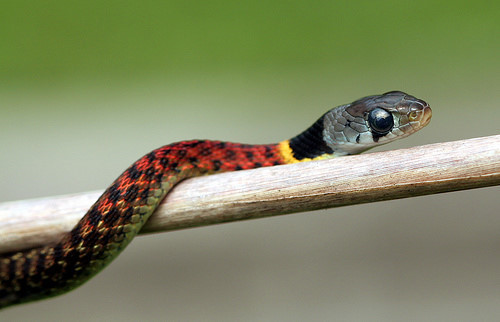 Cô nàng đỏng đảnh nhất thuộc họ rắn Việt Nam là rắnhoa cỏ nhỏ Rhabdophis subminiatus. Những mảng màu sắc sặc sỡ trên cổ nó có tác dụng rất lớn trong việc thu hút bạn tình.