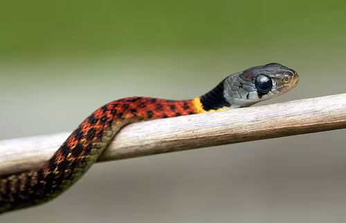 Cô nàng đỏng đảnh nhất thuộc họ rắn Việt Nam là rắnhoa cỏ nhỏ Rhabdophis subminiatus. Những mảng màu sắc sặc sỡ trên cổ nó có tác dụng rất lớn trong việc thu hút bạn tình.