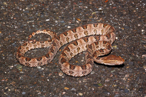 Rắn chàm quạp có đặc điểm là sau khi cắn ai đó, nó thường nằm im tại chỗ, không di chuyển. Nọc độc của rắn chàm quạp rất độc. Nó nhanh chóng làm tê liệt hệ thần kinh của con mồi và khiến tim ngừng đập chỉ trong 1 phút.