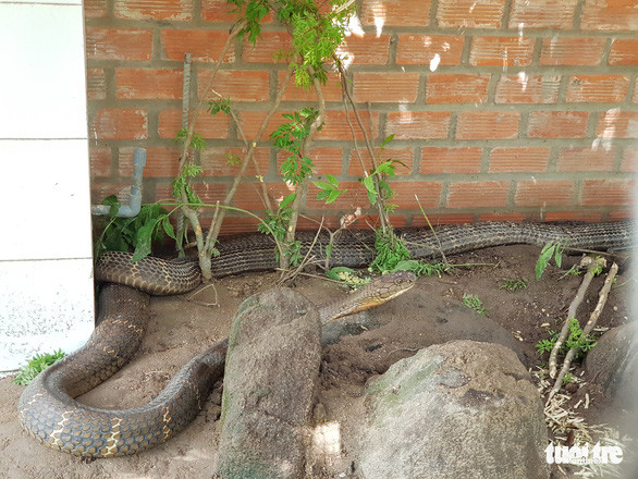 Tại Việt Nam, rắn hổ mây sống ở các tỉnh Cao Bằng, Lào Cai, Vĩnh Phúc, Hà Tây, Phú Thọ, Bắc Giang, Quảng Ninh, Ninh Bình, Hà Tĩnh, Quảng Bình, Đắk Lắk, Lâm Đồng, Phú Yên, Ninh Thuận, Gia Lai, Kontum, Tây Ninh, Đồng Nai, Bà Rịa - Vũng Tàu. Rắn hổ mây có tốc độ di chuyển thuộc nhóm nhanh nhất trong họ nhà rắn. Khả năng săn mồi cũng cực nhanh và hầu như chúng thường xơi tái con mồi ngay tức khắc, khiến con mồi ít có cơ hội tẩu thoát. Tùy theo môi trường sinh sống mà da rắn hổ mây sẽ có màu sắc khác nhau.