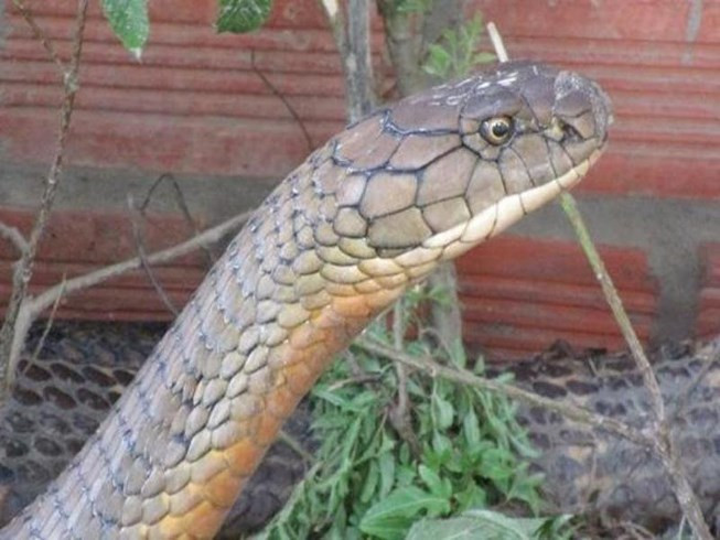 Rắn hổ mây hay còn gọi là rắn hổ mang chúa. Loại rắn này có tên khoa học Ophiophagus hannah, thuộc họ Elapidae (họ Rắn hổ). Rắn hổ mây phân bố chủ yếu trong các vùng rừng nhiệt đới trải dài từ Ấn Độ đến Đông Nam Á, Việt Nam là một trong những quốc gia có nhiều rắn hổ mây sinh sống. Việc bắt được rắn hổ mây ở núi Cấm mới đây gây xôn xao.