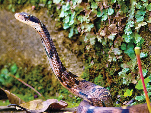Rắn ranh mãnh nhất là hổ xiên mắt Pseudoxenodon macrops. Khi bị tấn công, nó phình cổ ra, bắt chước rắn hổ mang bành để dọa đối phương.