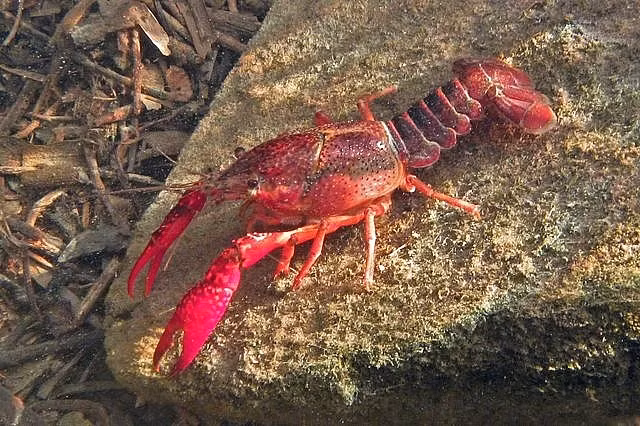 Tom hum dat nguy hai khong, bi 