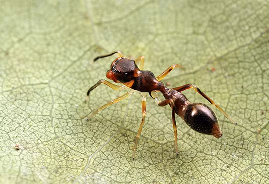 Kiến cây xanh là loài vô cùng hung hăng, một đàn thường có tới 500.000 kiến thợ với lãnh thổ có thể lên tới 12 cây. Hầu hết mọi loài nhện đều tìm cách tránh xa đàn kiến này nhưng riêng nhện nhảy Cosmophasis bitaeniata lại có thể ngang nhiên đi qua tổ của chúng nhờ chiêu bắt chước ngoại hình y hệt một chú kiến.