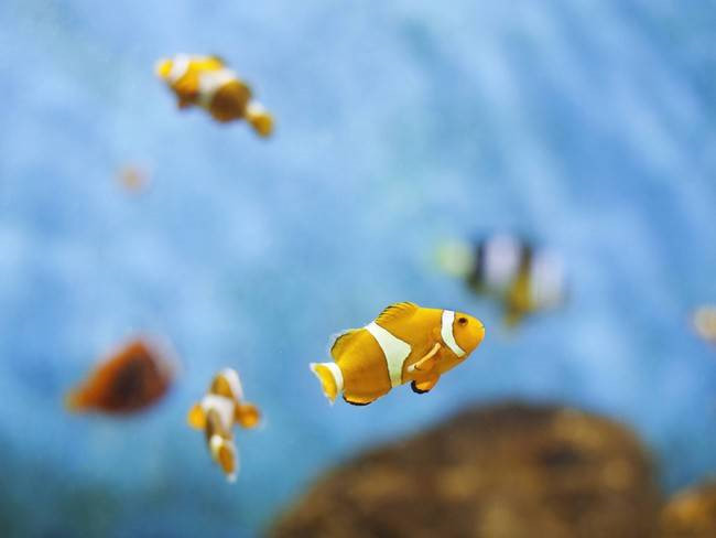 Cá hề là loài cá biển sống ở các dải đá ngầm và rạn san hô, cơ thể thường có màu vàng, cam, đỏ nhạt, đen nhạt xen với các sọc trắng. Sự thật giật mình có lẽ ít ai biết là tất cả các con cá hề đều được sinh ra là giống đực và chúng có thể trở thành con cái khi cần thiết.