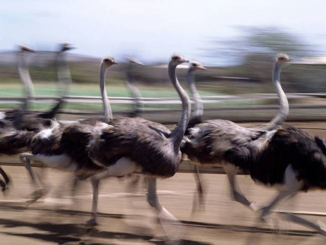 Khi tăng tốc tối đa, một con chim đà điểu có thể chạy sánh ngang với một chú ngựa.