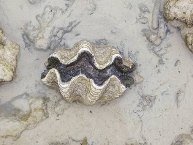 Sò tai tượng hay sò tượng là loài động vật thân mềm hai mảnh vỏ lớn nhất, có thể đạt trọng lượng hơn 200 kg và chiều dài 120 cm. Nhưng chúng là loài khá lười biếng, chúng chọn một vị trí thích hợp trên rạn san hô và ở đó suốt đời.