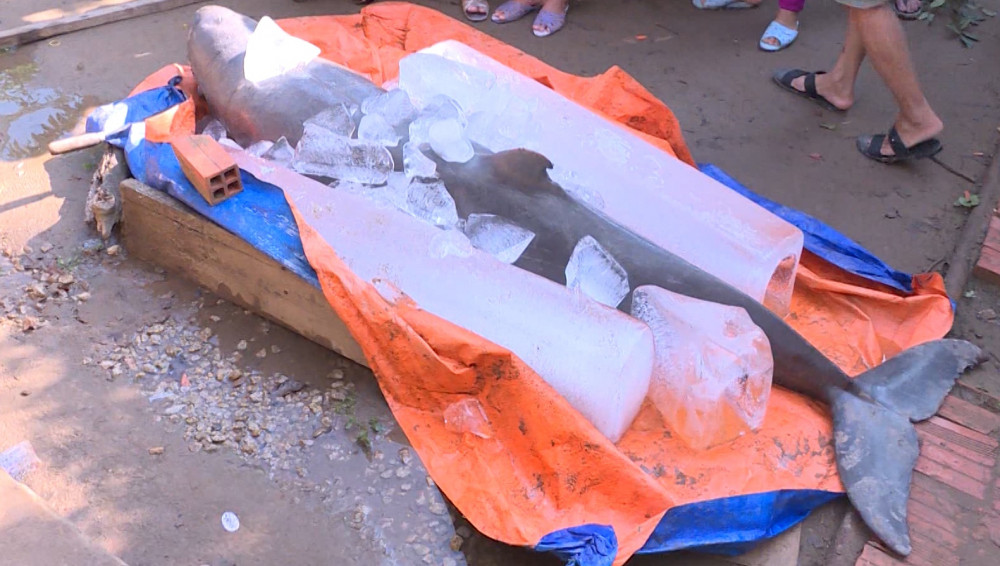 Tan mat ca la 150kg vua bat duoc o Ben Tre