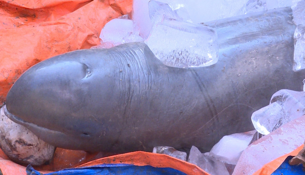 Tan mat ca la 150kg vua bat duoc o Ben Tre-Hinh-3