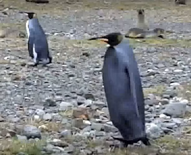 Con chim cánh cụt đen tuyền này trở nên cực kỳ nổi bật giữa bầy cánh cụt nửa đen nửa trắng.