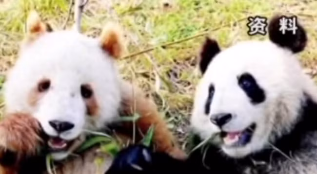 Không giống như hầu hết đồng loại gấu trúc của mình đặc trưng bởi bộ lông đen trắng, chú gấu trúc bên trái lại có bộ lông trắng, nâu vô cùng đặc biệt.