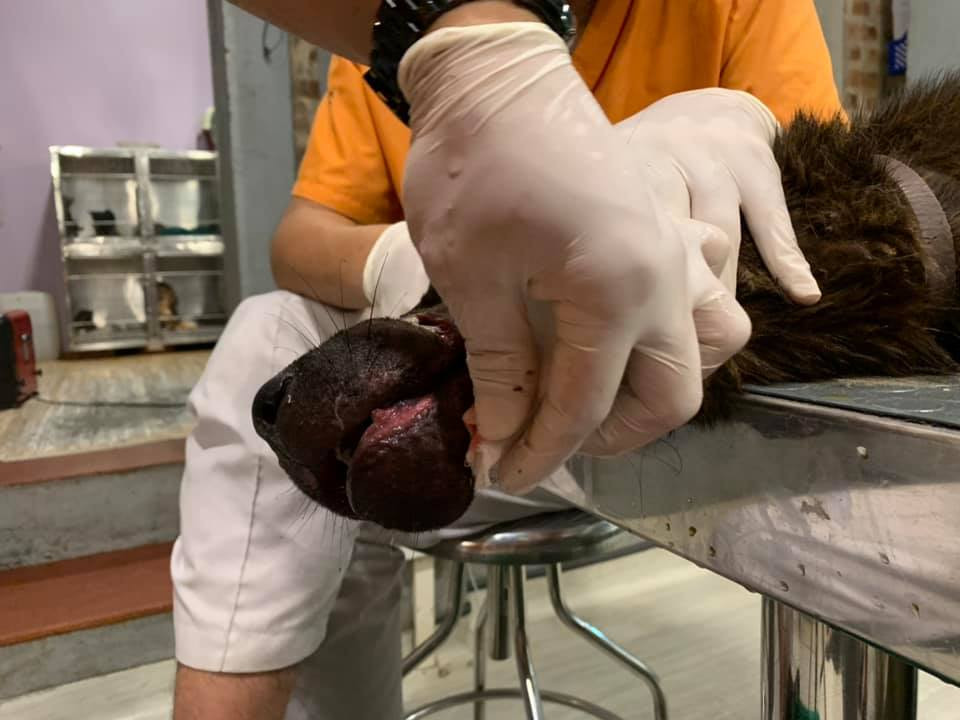 Việc trộm chó là một vấn đề nổi cộm, thu hút sự quan tâm của dư luận xã hội với nhiều ý kiến khác nhau. Nạn buôn chó còn liên quan trực tiếp đến việc bùng nổ các dịch bệnh như giun xoắn, bệnh tả và bệnh dại.