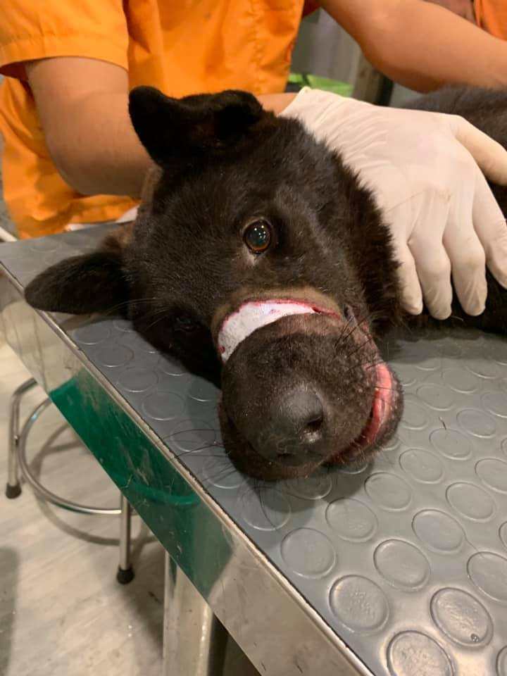 Chú chó bị buộc mõm bằng dây chun đã nhiều ngày, mõm sưng vù, lưỡi thì bị kẹp ra bên ngoài nên không ăn uống được gì