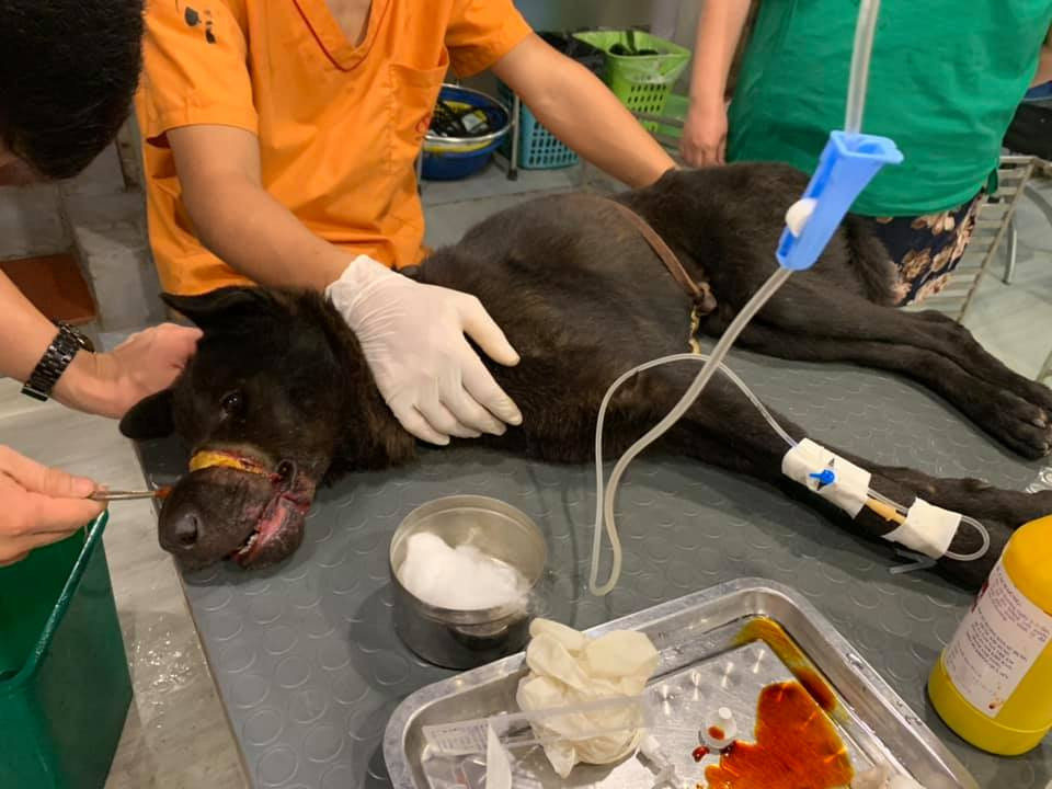 Bác sĩ dự đoán chú chó đáng thương bị trộm chó buộc băng keo sau khi trúng đạn và thoát ra được.