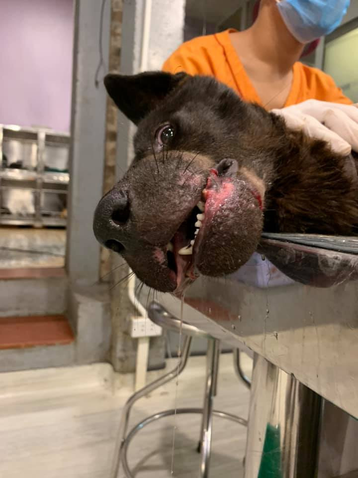 Ngay khi được cứu hộ, chú chó nhanh chóng được đưa đi điều trị.