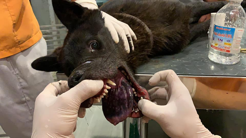 Những chú chó cảnh quý, nếu còn sống sẽ được các “cẩu tặc” móc nối thông qua môi giới, liên hệ với những người chủ để chuộc lại, hoặc bán cho những người có nhu cầu mua.