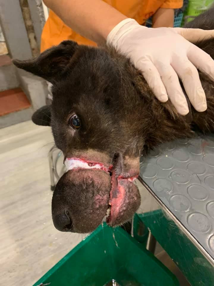 Phác đồ điều trị dành cho chú chó những ngày tới sẽ là kháng sinh kháng viêm và giảm đau cơ bản.