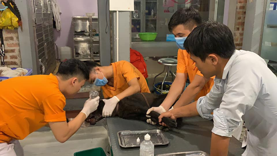 Thực tế đã xảy ra những câu chuyện người ăn thịt chó dính bả phải đi cấp cứu, nguy hiểm đến tính mạng. Thêm vào đó, là số phận của những chú chó đáng thương như Nemo, nếu như không được cứu hộ kịp thời, có lẽ chú chó đã phải chết trong đau đớn, vô cùng đáng thương. Nguồn ảnh trong bài: Page Trạm cứu hộ chó mèo Hà Nội