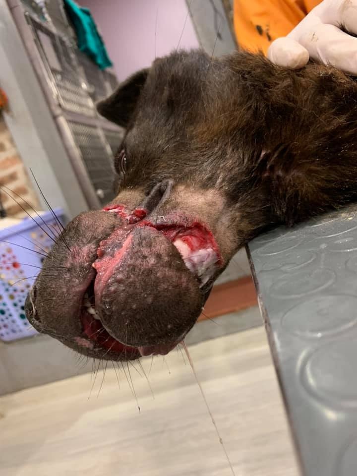 Mọi người đều nhận xét chú chó Nemo rất ngoan, rất biết điều hợp tác để bác sĩ xử lý vết thương nhiễm trùng thối.