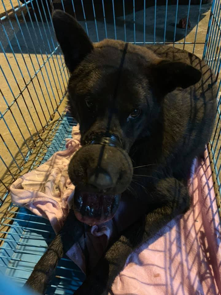 Trước đó, ngày 24/5, Page Trạm cứu hộ chó mèo Hà Nội đã đăng tải hình ảnh một chú chó bị buộc chặt mõm đang lang thang tại Lạng Sơn trông rất đáng thương, cứ thấy người đuổi theo là chú chó sợ hãi, bỏ chạy.