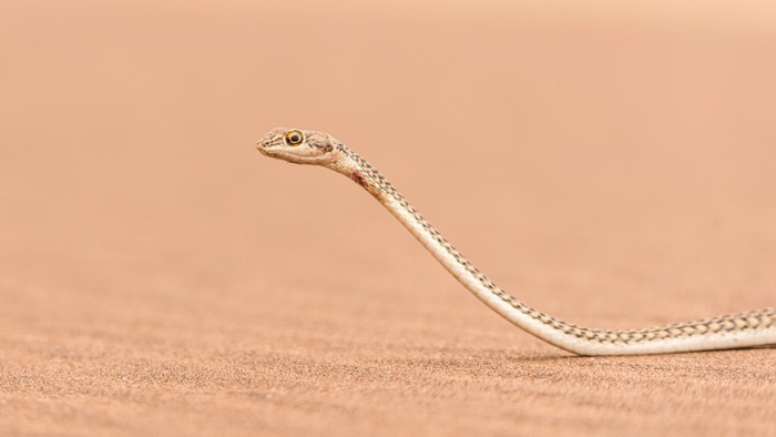 Tuy nhiên chúng cũng hút những giọt nước rơi xuống lá cây hoặc từ chính cơ thể của chúng khi sương mù dày đặc hoặc từ những trận mưa hiếm hoi. Để điều chỉnh nhiệt độ cơ thể của mình, chúng cũng nấp trong những bụi cây hoặc hang chuột.