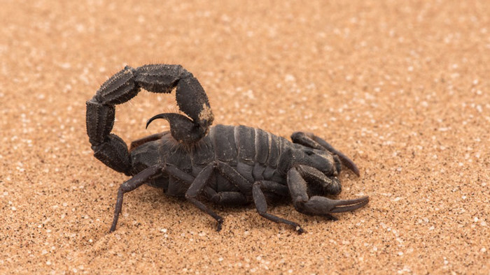 Sa mạc Namib cũng là nơi có nhiều bọ cạp. Hầu hết các loài bò cạp hoạt động vào ban đêm, nhưng bọ cạp lông (Parabuthus villosus) hoạt động tự do vào ban ngày. Những con bò cạp trưởng thành có thể đạt đến độ dài 18cm và có thể tồn tại mà không cần bất kỳ loại thực phẩm nào trong vòng 12 tháng.