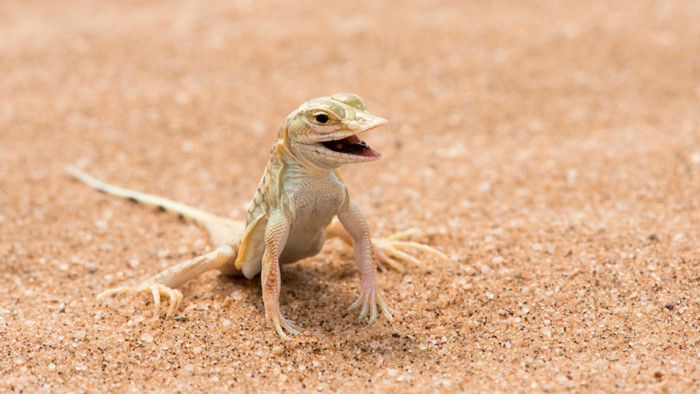 Cư dân sa mạc này tích lũy độ ẩm và duy trì lượng nước trong cơ thể bằng cách uống sương mù đọng lại trên các bộ phận cơ thể của mình. Đặc biệt hơn, trên cơ thể của chúng có hai bàng quang. Một chứa nước tiểu và một chứa nước thường. Những con thằn lằn Meroles anchietae có thể tích trữ một lượng nước bằng 12% trọng lượng cơ thể của nó trong nước trong bàng quang thứ hai. Nếu bàng quang đầy, chúng có thể sống sót một tuần mà không cần nước.