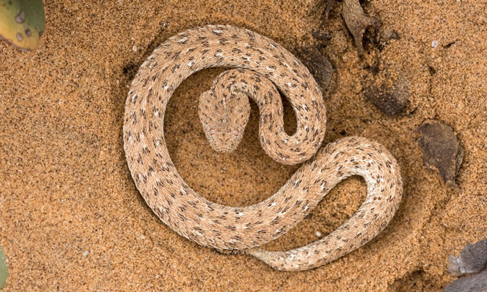 Hầu hết các loài rắn có đôi mắt ở hai bên đầu nhưng tại sa mạc Namib, có một ngoại lệ, loài rắn độc Sidewinder có một đôi mắt rất dị hợm. Đôi mắt của loài rắn này nằm trên đỉnh đầu của nó, điều đó có nghĩa là nó có thể chôn vùi hoàn toàn bản thân vào cát nhưng vẫn có thể nhìn thấy, theo dõi bạn.