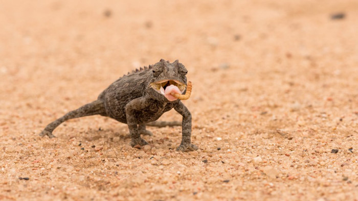 Chúng cũng sẽ cố gắng đảm bảo rằng diện tích cơ thể tiếp xúc với ánh mặt trời là ít nhất đồng thời chuyển màu trắng để phản lại ánh mặt trời. Loài tắc kè thông minh này nhận được chất dinh dưỡng và lượng độ ẩm qua những con mồi của chúng như bọ cánh cứng, thằn lằn, rắn nhỏ, thậm chí cả bọ cạp và chuột nhỏ. Khi rảnh rỗi, chúng cũng tìm kiếm nước từ lá cây, được hình thành bằng cách ngưng tụ từ sương mù.