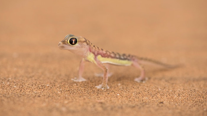 Đặc biệt hơn, nó cũng có thể liếm nước đã ngưng tụ trên cơ thể của chính mình do sương mù dày lắng lại vào ban đêm ở sa mạc Namib. Trước khi mặt trời mọc, loài tắc kè này sẽ lẩn trốn vào những đồi cát hoặc sỏi để thoát khỏi sức nóng vượt qua 70 độ C vào ban ngày.