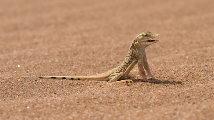 Thằn lằn Meroles anchietae, đây là một trong nhiều sinh vật của sa mạc Namib thích nghi cực tốt. Để ngăn chặn ảnh hưởng của những hạt cát nóng bỏng, loài thằn lằn này đã sáng tạo ra một vũ điệu tránh nóng, giúp đôi chân chúng hạn chế tốt nhất thời gian tiếp xúc với cát.