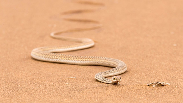 Rắn cát Namib (Psammophis namibensis) là một con rắn rất thon thả và di chuyển nhanh. Hầu hết lượng nước mà chúng hấp thụ được là qua thức ăn.