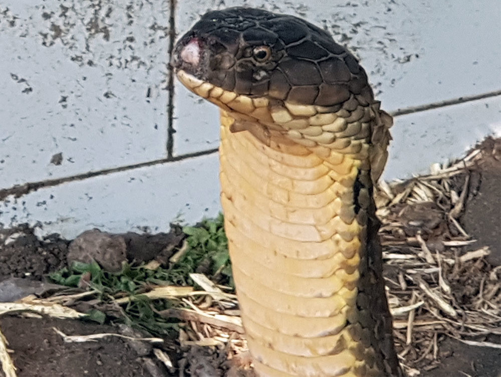 Tiet lo bat ngo ve cap ran ho khung bat duoc o An Giang