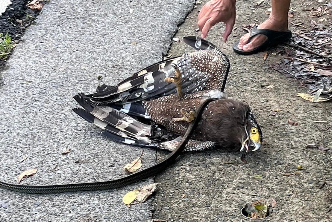 Đáng nói, nếu như trong hầu hết các trận chiến giữa chim diều và rắn, chim là kẻ săn mồi, rắn là kẻ bị làm thịt thì trường hợp này ngược lại.