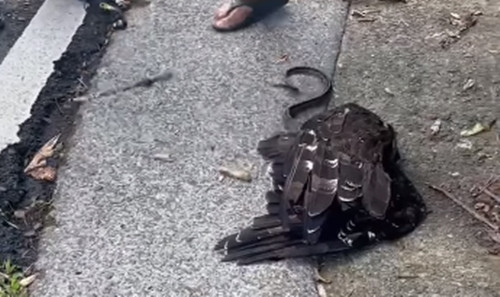 Con chim diều hoa Miến Điện không những không giết chết được rắn nước mà nó còn bị con rắn nước lợi dụng sơ hở, cuốn chặt vào cổ và siết mạnh.