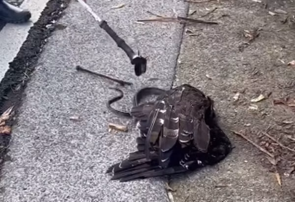 Vòng siết của con rắn nước mạnh mẽ đến mức diều hoa Miến Điện ngạt thở, mắt mở to trố lồi, móng vuốt và cánh cũng hoàn toàn bị tê liệt.