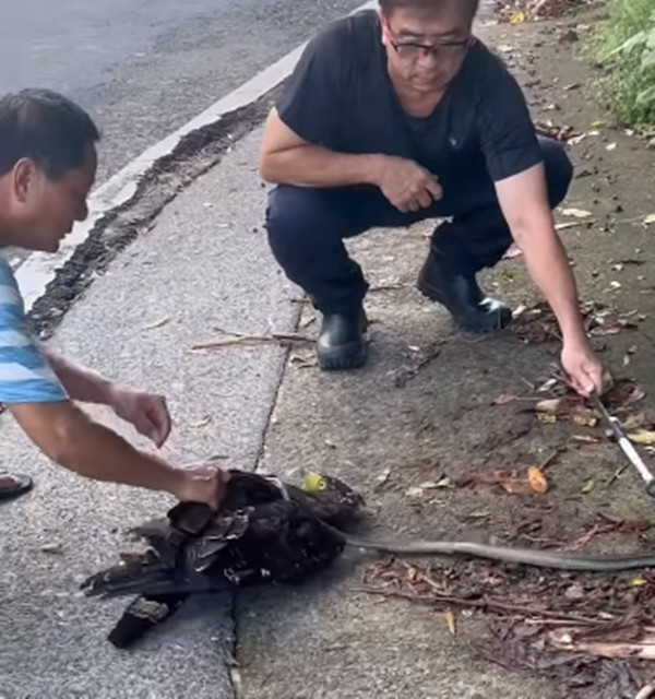 Trong khi một người dùng gậy khống chế và giữ yên con rắn nước, người khác cố gắng gỡ thân rắn ra khỏi cổ diều hoa.