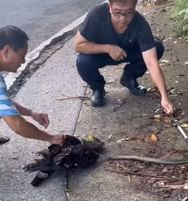 Trong khi một người dùng gậy khống chế và giữ yên con rắn nước, người khác cố gắng gỡ thân rắn ra khỏi cổ diều hoa.