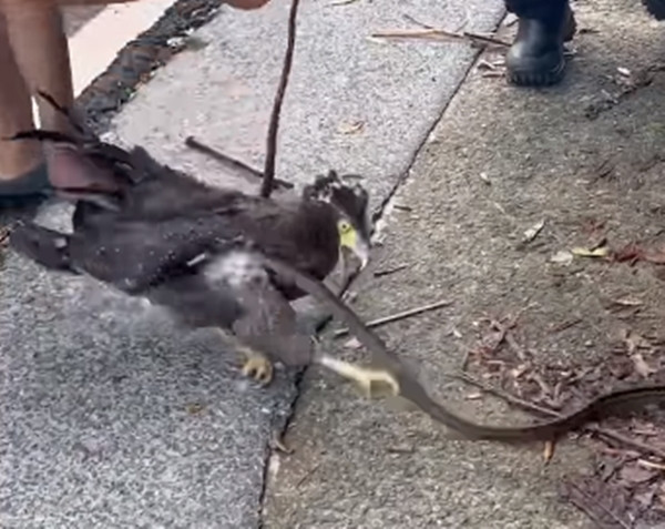 Sau khi những hình ảnh ghi lại tình huống này được tung ra, đã có một cuộc thảo luận sôi nổi, đa số mọi người đều vô cùng ngạc nhiên khi thấy diều hoa rơi vào tay rắn nước.