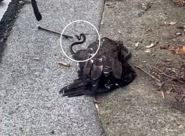 Khi được con người phát hiện, diều hoa đang ở trong tình trạng vô cùng tồi tệ.