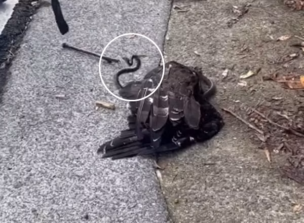 Khi được con người phát hiện, diều hoa đang ở trong tình trạng vô cùng tồi tệ.