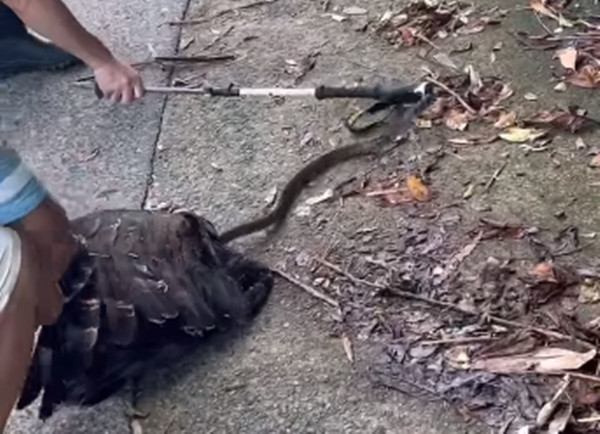 Lo lắng rằng hai con vật đều sẽ chết vì trận chiến diễn ra ngay bên lề đường nên nhóm người phát hiện đã cùng nhau khống chế con rắn, tách diều hoa và rắn nước khỏi nhau.