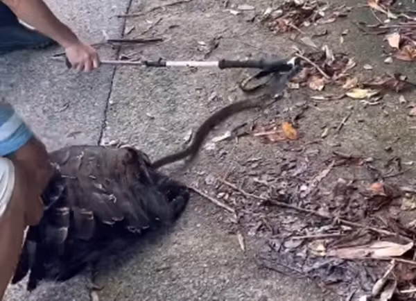 Lo lắng rằng hai con vật đều sẽ chết vì trận chiến diễn ra ngay bên lề đường nên nhóm người phát hiện đã cùng nhau khống chế con rắn, tách diều hoa và rắn nước khỏi nhau.