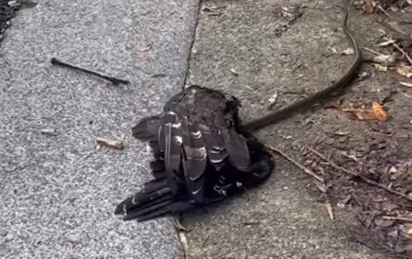 Nó hoảng sợ và tuyệt vọng nằm im, không còn chút khí khái nào của kẻ mạnh.