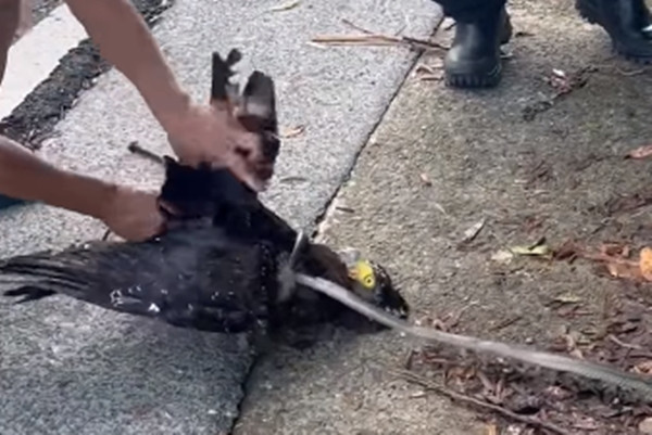 Sau khi được cứu, không rõ có phải vì quá xấu hổ hay không, diều hoa lập tức dang rộng đôi cánh bay đi, rắn nước cũng nhanh chóng trốn đi trên bãi cỏ.