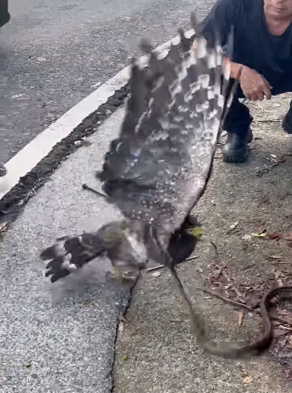 Một số người còn đùa cợt rằng, con diều hoa Miến Điện này thực sự đã làm mất mặt họ diều, ó, suýt chút nữa chết vì miếng ăn của chính mình.