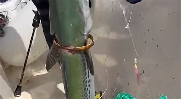 Câu cá còn có thể mang lại những điều bất ngờ không ngờ tới. Mới đây, một ngư dân ở Thanh Đảo, tỉnh Sơn Đông, Trung Quốc, bắt được một con cá thu ngừ hay cá bụng trắng khi đang đi câu cá trên biển.