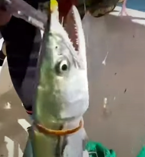 Cũng có nhiều người cho rằng: "Chiếc vòng tay thay đổi một cuộc đời, chẳng khác nào con cá này đổi vòng vàng lấy mạng sống", "Đây là tự mang vàng đến chuộc thân mà", "Con cá này thành tinh rồi, có lẽ nó cố ý mắc câu để được cứu", "Thảo nào đàn ông thích câu cá như vậy nhiều lắm. Bây giờ tôi đã hiểu rồi".